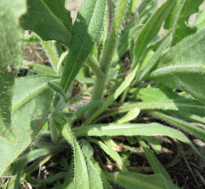 Anchusa azurea / Buglossa azzurra